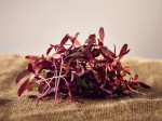 [Micro Amaranth, Red]